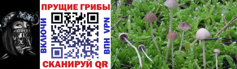 Галлюциногенные грибы мицелий  Лесной 